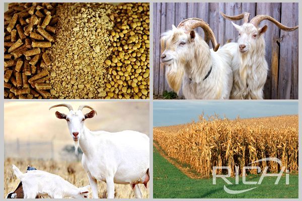 Sheep feed pellet machine production of feed,How much a goat can eat in a day?