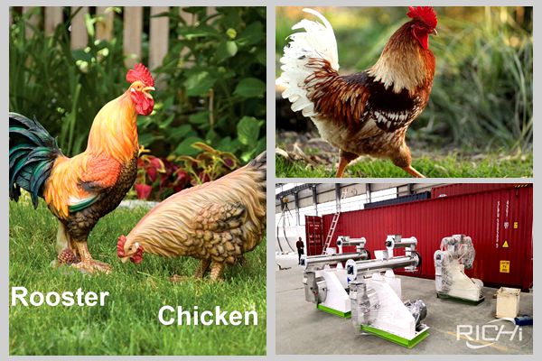 What is chicken feed pellet machine