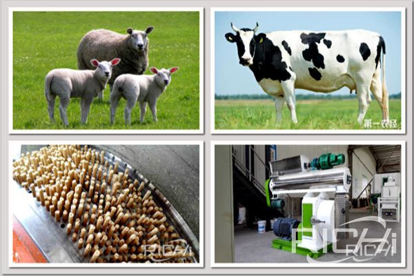 Broiler and cow feed pellet machines for sale