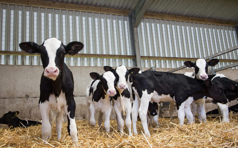 How To Reduce The Production Cost Of Calves In Cattle Farms