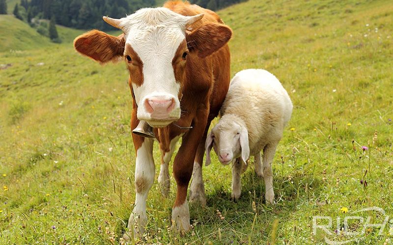 Can A Lactating Cow Eat Silage Cause Calf Diarrhea?