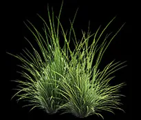 Timothy grass