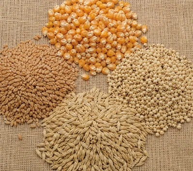 Feed Grains Corn Wheat