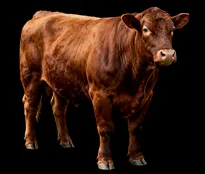Beef cattle