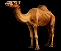 Camel
