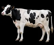 Dairy cow
