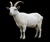 Goat