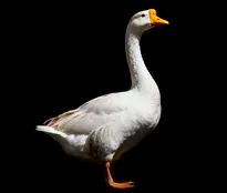Goose