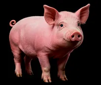 Pig