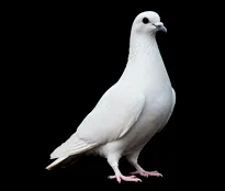 Pigeon