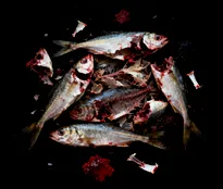 desechos de pescado