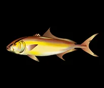 Amberjack