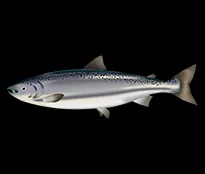 Atlantischer Lachs