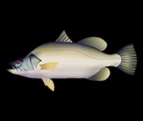 Barramundi