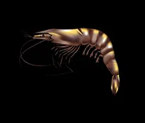 Schwarze Tigergarnele