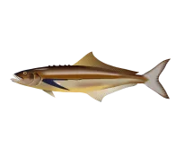 Cobia