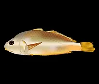 Großer Gelber Umberfisch
