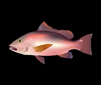 roter Schnappfisch
