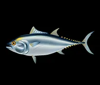 Tuna
