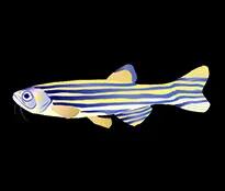 Zebrafisch