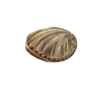 Seeohr
