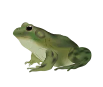 Ochsenfrosch