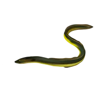 Aal