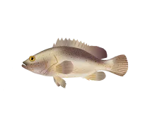 Zackenbarsch