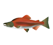 König Lachs