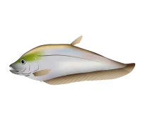 Messerfisch