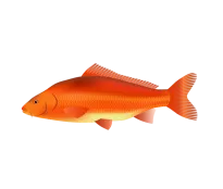 Koi Karpfen