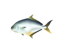 Pompano