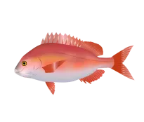 Rotbrasse