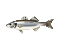 Seebarsch
