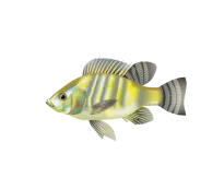 Tilapia