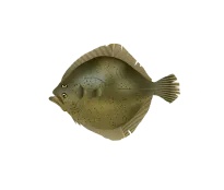 Steinbutt