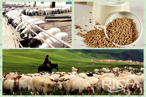 How to choose the right sheep feed pellet machine