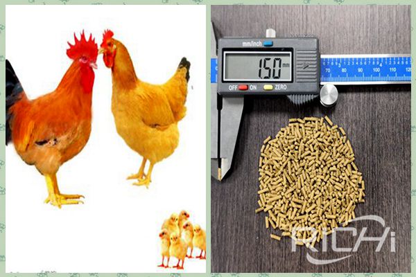 Initial investment in chicken feed production line