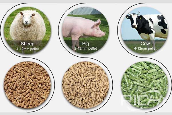 Why do feed mills buy pig cattle and sheep feed pellet machine?