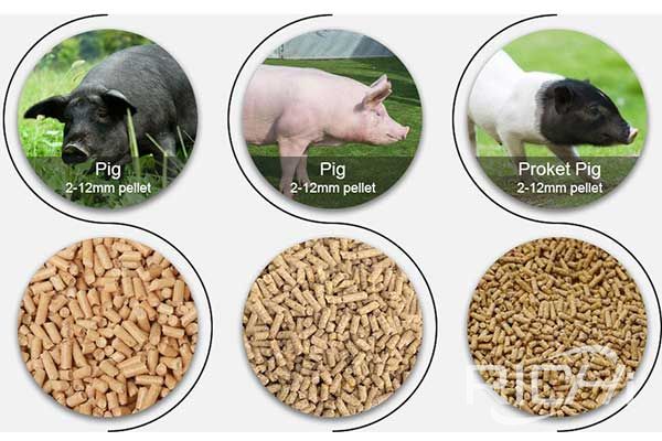 Optimum particle size of pig feed pellets