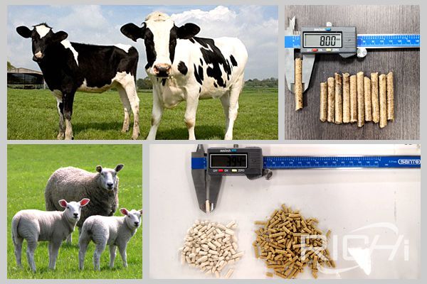 How to improve the quality of feed pellets produced by cattle and sheep pellet machine