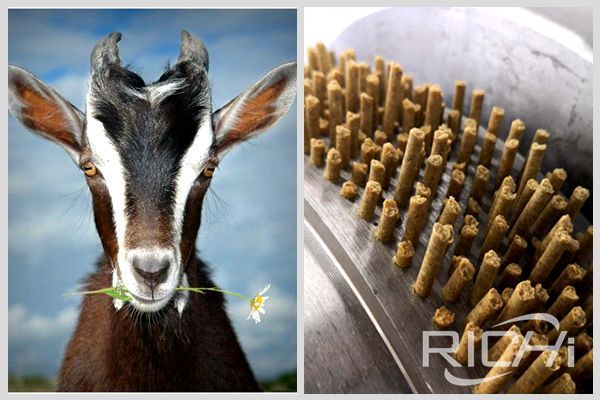 Is it feasible to feed goats with whole feed? Benefits of goats eating pellets