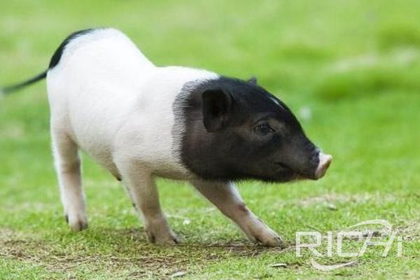 15 questions that pig farmers care about most?