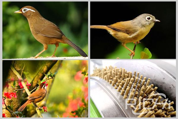 Thrush bird feed pellet machine and its formula