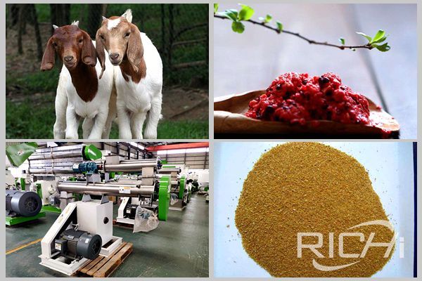 Application of Distillers Grains in Sheep Feed Pellet Production Line