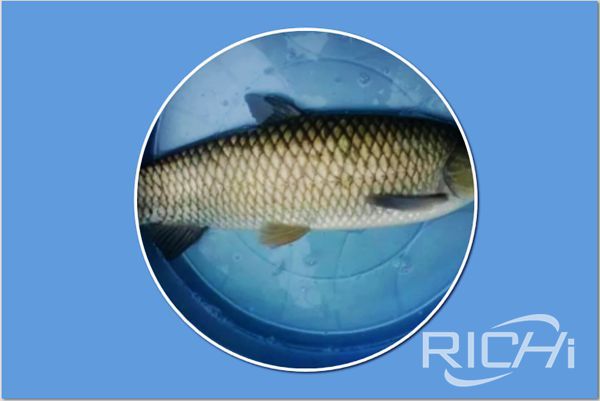 Fish feed pellet machine manufacturer summarize five reasons for fish anorexia