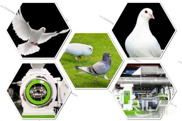 How to choose pigeon feed pellet machine?