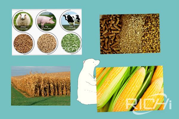 How much roughage, concentrate and silage do cattle eat in a year？