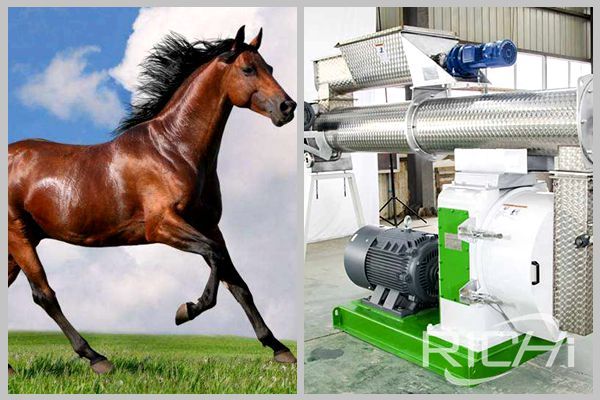 Make the horses Feed with Richi Best Pellet Mill & production line