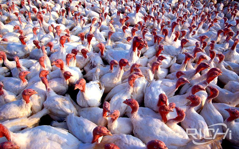 Coronavirus scare: Maharashtra farmer dumps ₹5.8-crore worth poultry products after the drop in sales